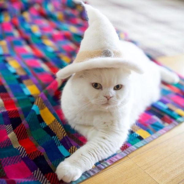超狂主人以貓毛量身訂做造型帽　巧手又進化啦！ 