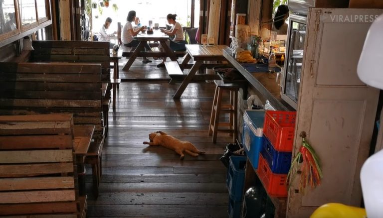 泰國店貓鬆躺地板睡午覺　化身路障超大牌！