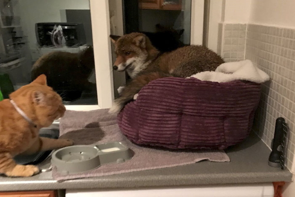 女子讓貓去花園玩　回來發現貓床竟躺著一隻野生狐狸！