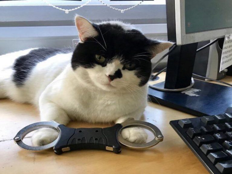 在警局兼職工作的貓咪奧斯卡（圖／twitter@stationmoggy）