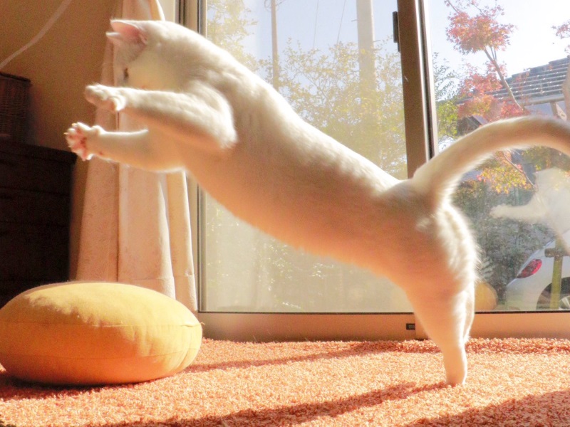 日本優雅白貓根本芭蕾巨星轉世 　一舞驚豔上萬人！