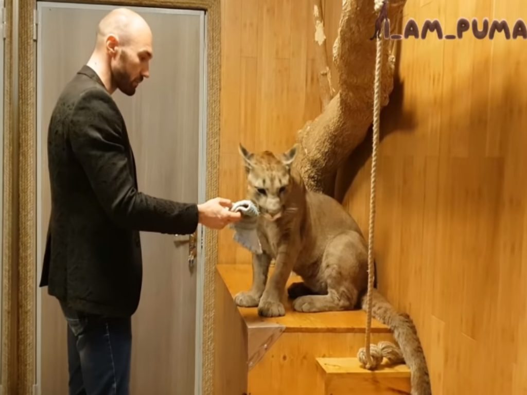 做壞事被發現的梅西完全不敢面對把拔！（圖／翻攝自Youtube@I_am_puma）