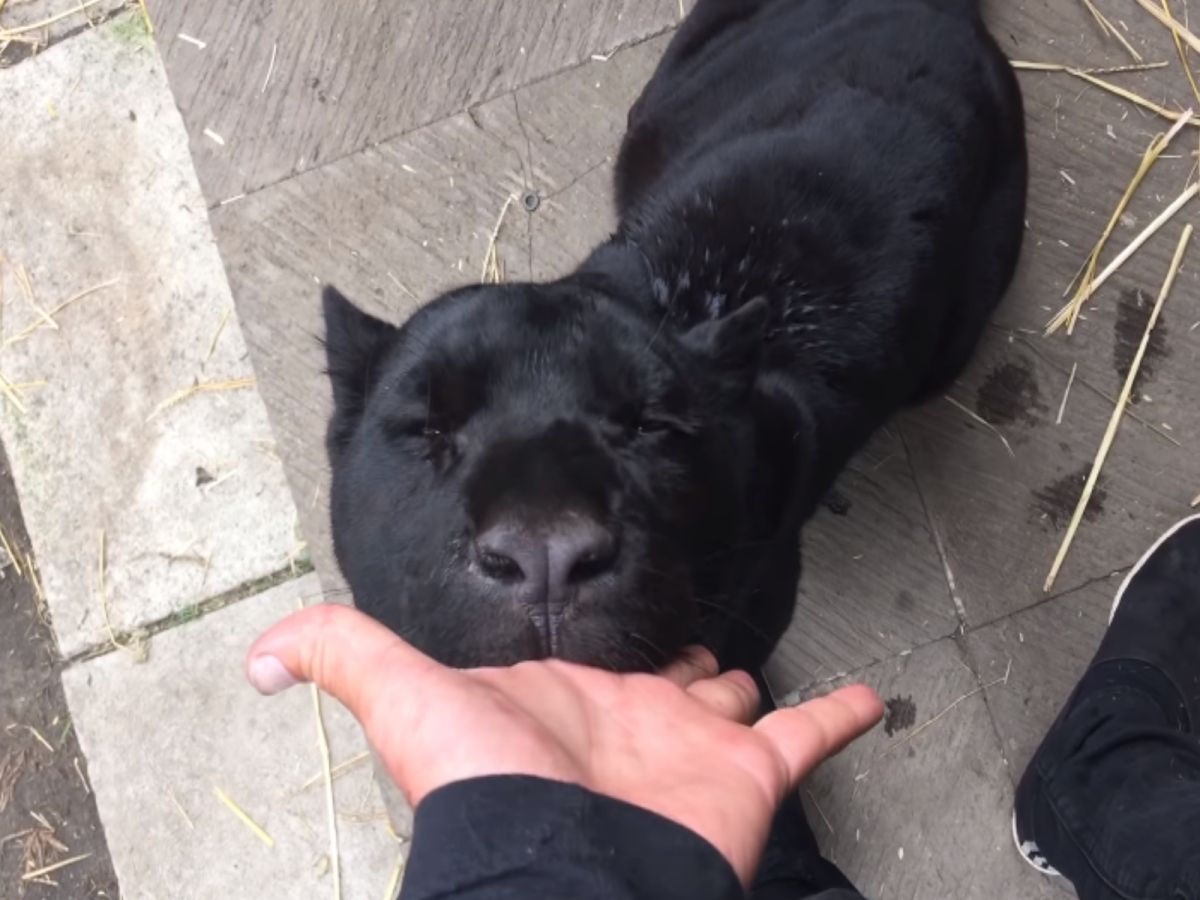 黑豹超愛吸吮照顧員的手手，表情很陶醉！（圖／翻攝自Youtube@Black Jaguar White Tiger）