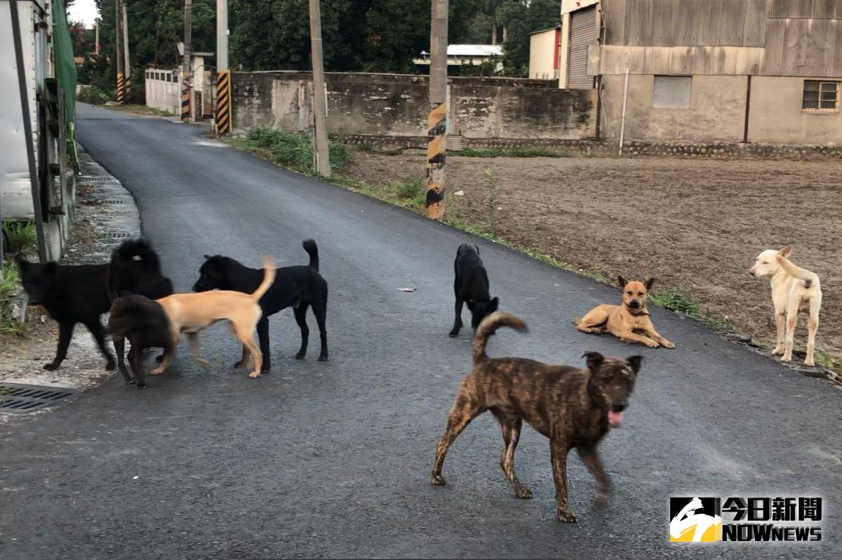 ▲流浪犬因被驅趕引發強烈警戒心，容易造成危害意外。（圖／記者蘇榮泉攝，2019.08.02）