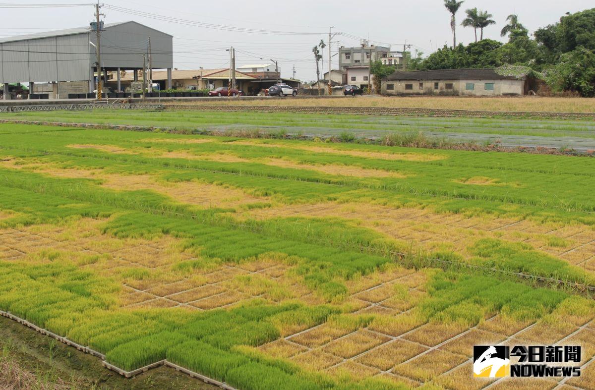 ▲大埤鄉吉田村某秧苗場2萬多片的秧苗枯死，損失約近百萬。（圖／記者簡勇鵬攝，2019.08.02）