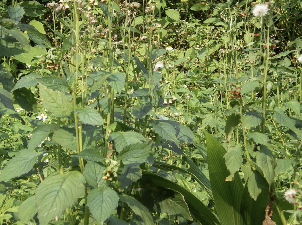 ▲昭和草，含有抗發炎、抑制皮膚黑色素瘤的天然物。
（圖片來源│徐麗芬提供）