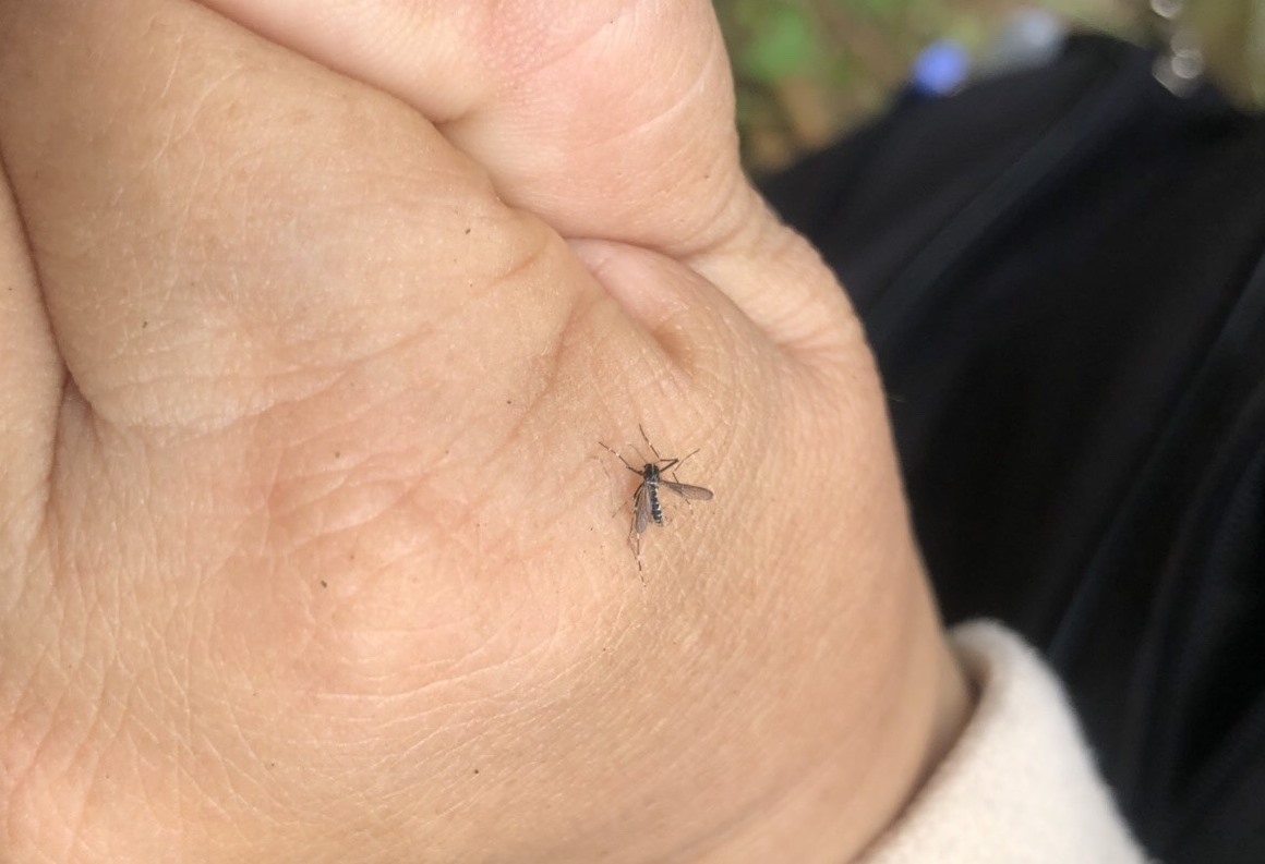 ▲全球屈公病疫情升溫，疾管署提醒，若要至流行地區，更應留意防護措施。（示意圖／台南市登革熱防治中心提供）