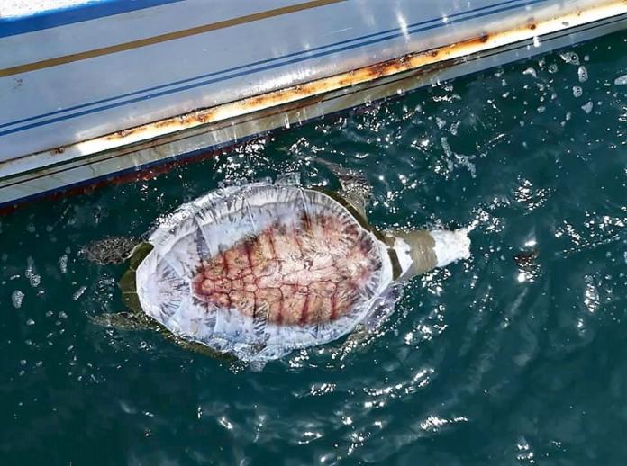 內臟清晰可見　澎湖漁民PO透明死海龜漂流照
