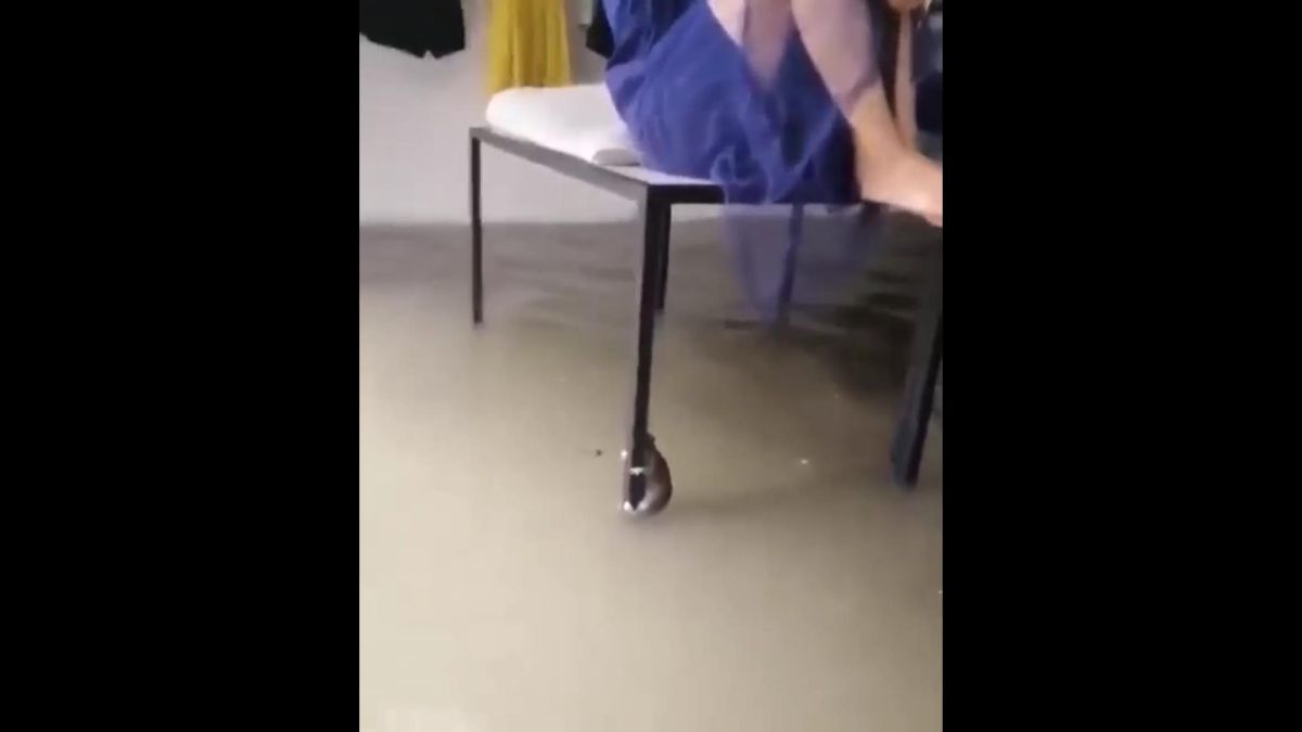 ▲人鼠同避水患，形成相當有趣的畫面。（圖／記者陳聖璋翻攝自臉書）