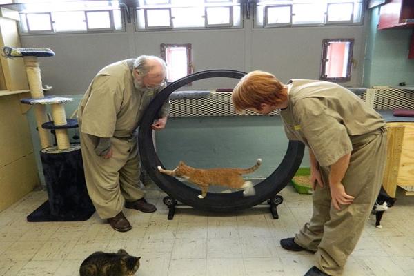 當受刑人遇見收容所貓咪　再凶悍的心也全都被融化！