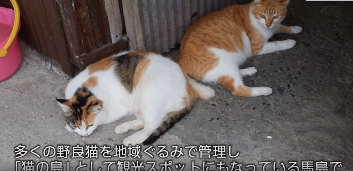 ▲有「貓島」之稱的日本馬島是世界聞名的貓天堂。（圖／翻攝每日新聞 Youtube ）