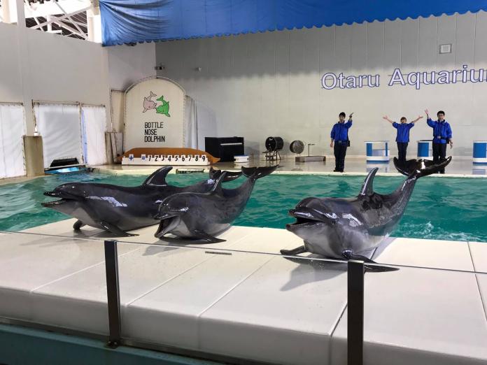 ▲小樽水族館可以近距離欣賞海豚表演。（圖／記者顏真真攝）