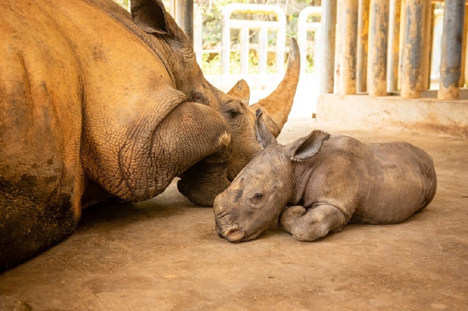 ▲犀牛媽媽阿珠生下小犀牛寶寶，正準備過滿月的「小」寶寶體重已經近百公斤。（圖／六福村提供）