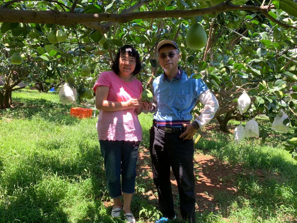 ▲「青山果園」由戴承志和陳秀真夫妻共同經營。（圖／新北市農業局提供）