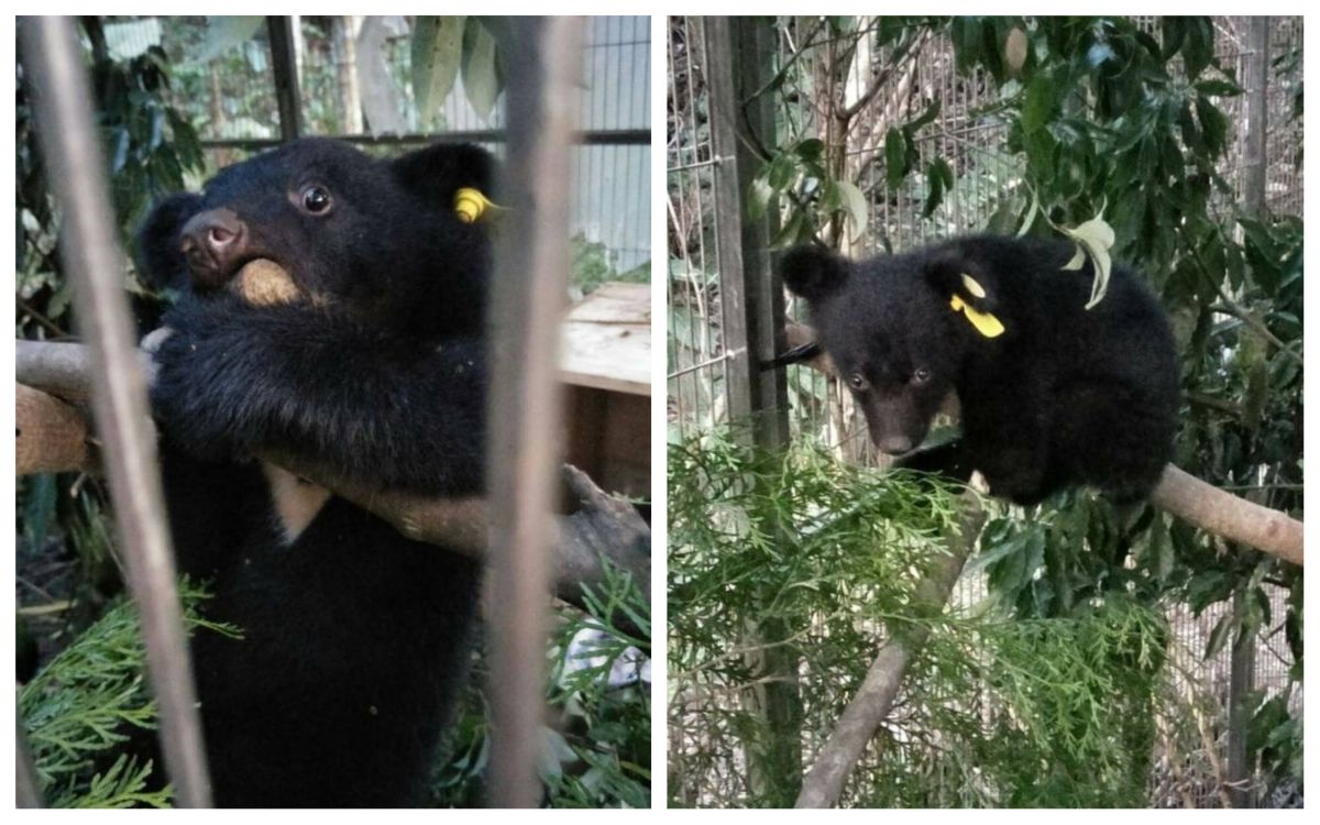 ▲落單的台東廣原小熊在經歷10日原地照養等待後，熊媽媽始終未現身。（圖／林務局台東林區管理處提供）