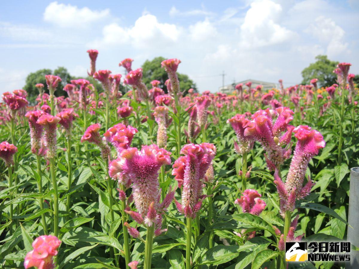 ▲南彰化北斗、田尾等鄉鎮是雞冠花產地，田園種植了火紅、紫紅、橘紅、亮黃等四色雞冠花，且不易脫色，十分漂亮。（圖／記者陳雅芳攝，2019.08.07）