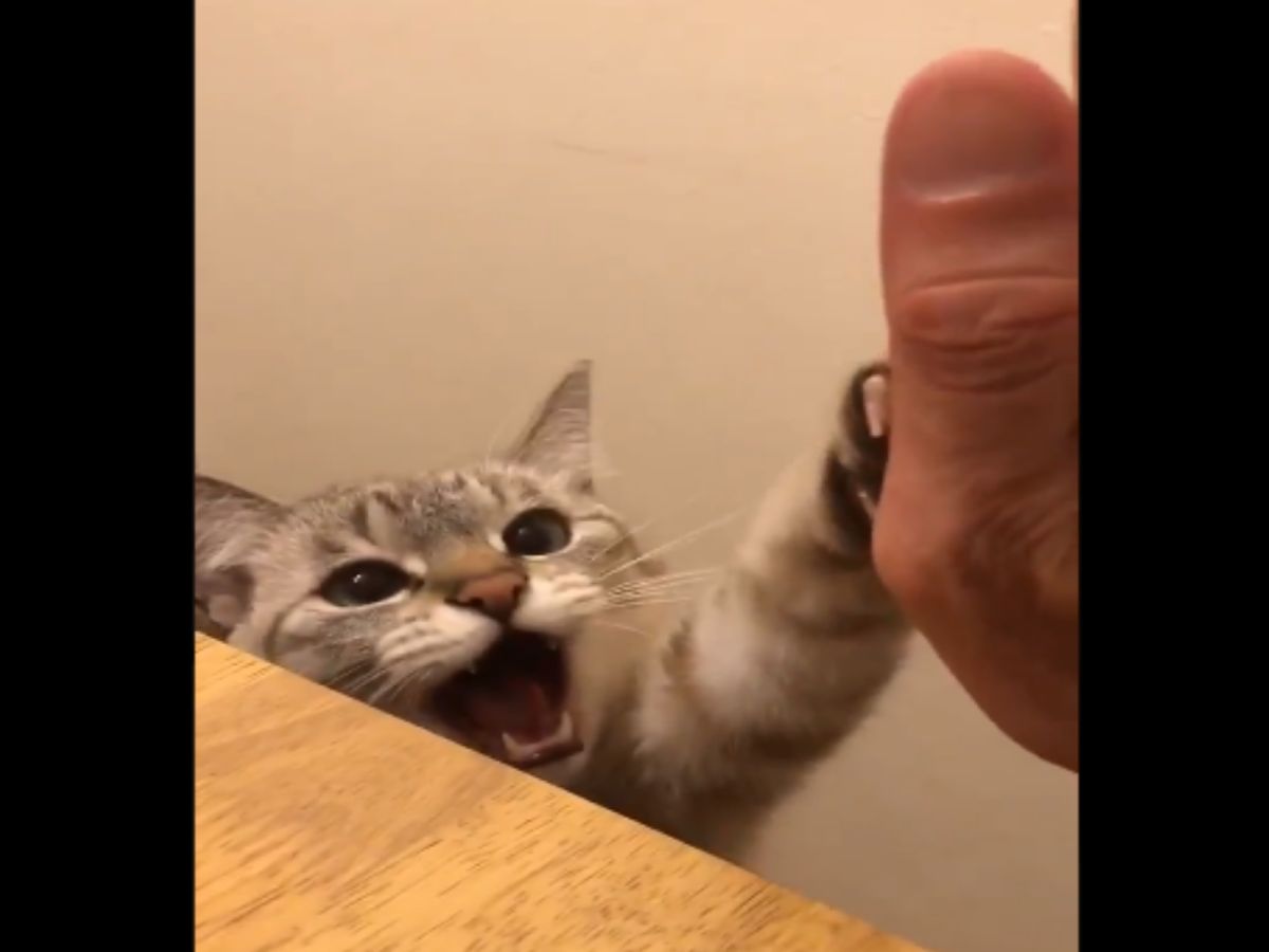 萌貓跟主人擊掌撒嬌的影片讓網友為之瘋狂！（圖／twitter@shijimi_mike）