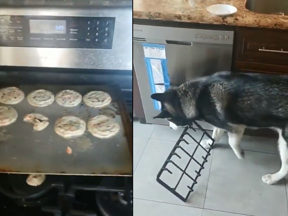 不、不是 我……你說脖子上那個？它自己跑過來的偶不租到喔～（逃）(圖/Facebook@LADbible)