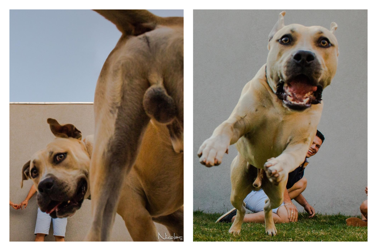 ▲巴西情侶拍攝婚前紀念照，一同入鏡的狗兒子超失控，完全搶走風頭。（圖／翻攝自 Nícolas Carrelo Fotografia 的臉書）