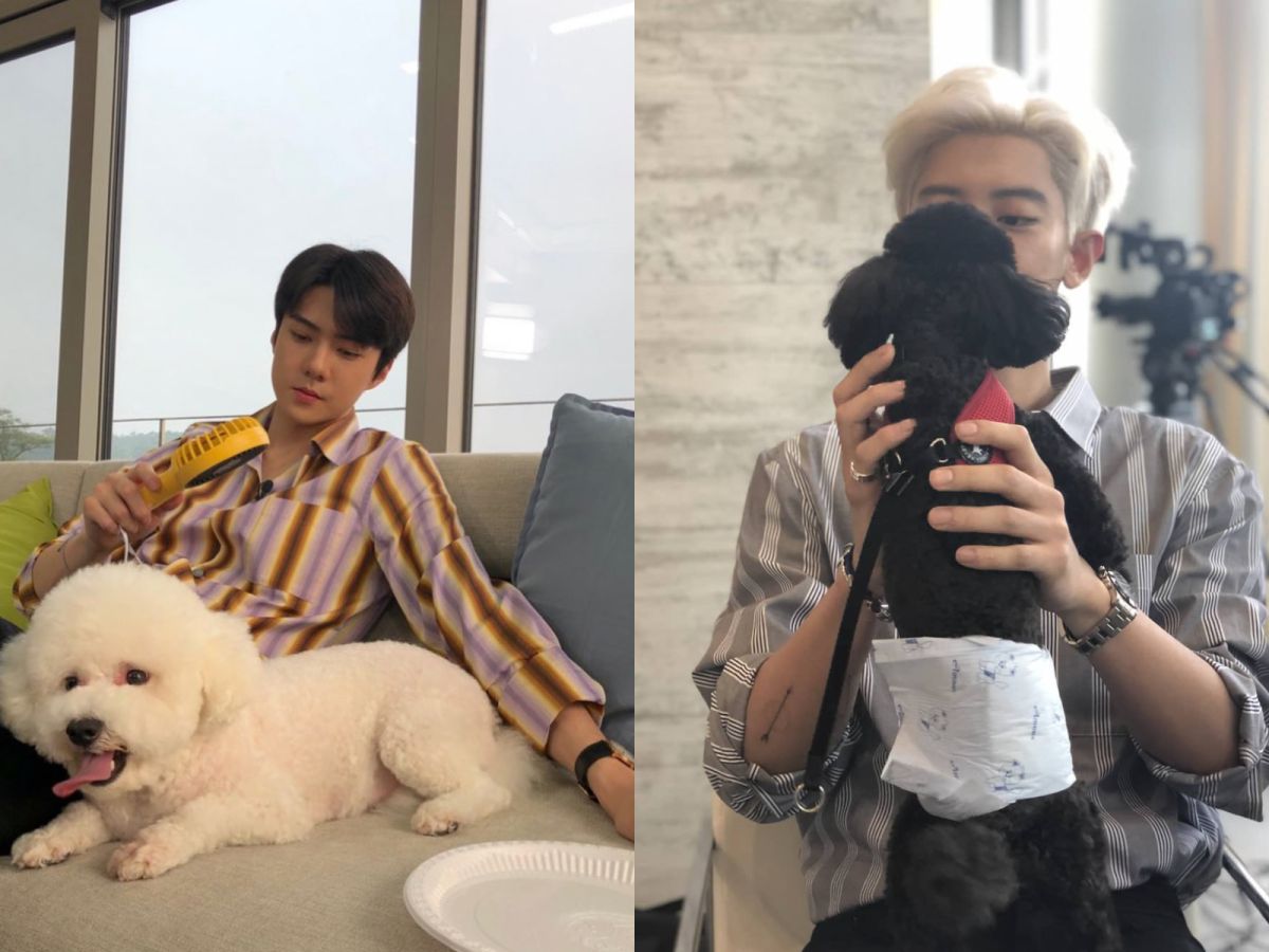 ▲燦烈與世勛的愛犬「多芬」及「VIVI」爆出「約會」。（圖／翻攝自燦烈、世勛IG）