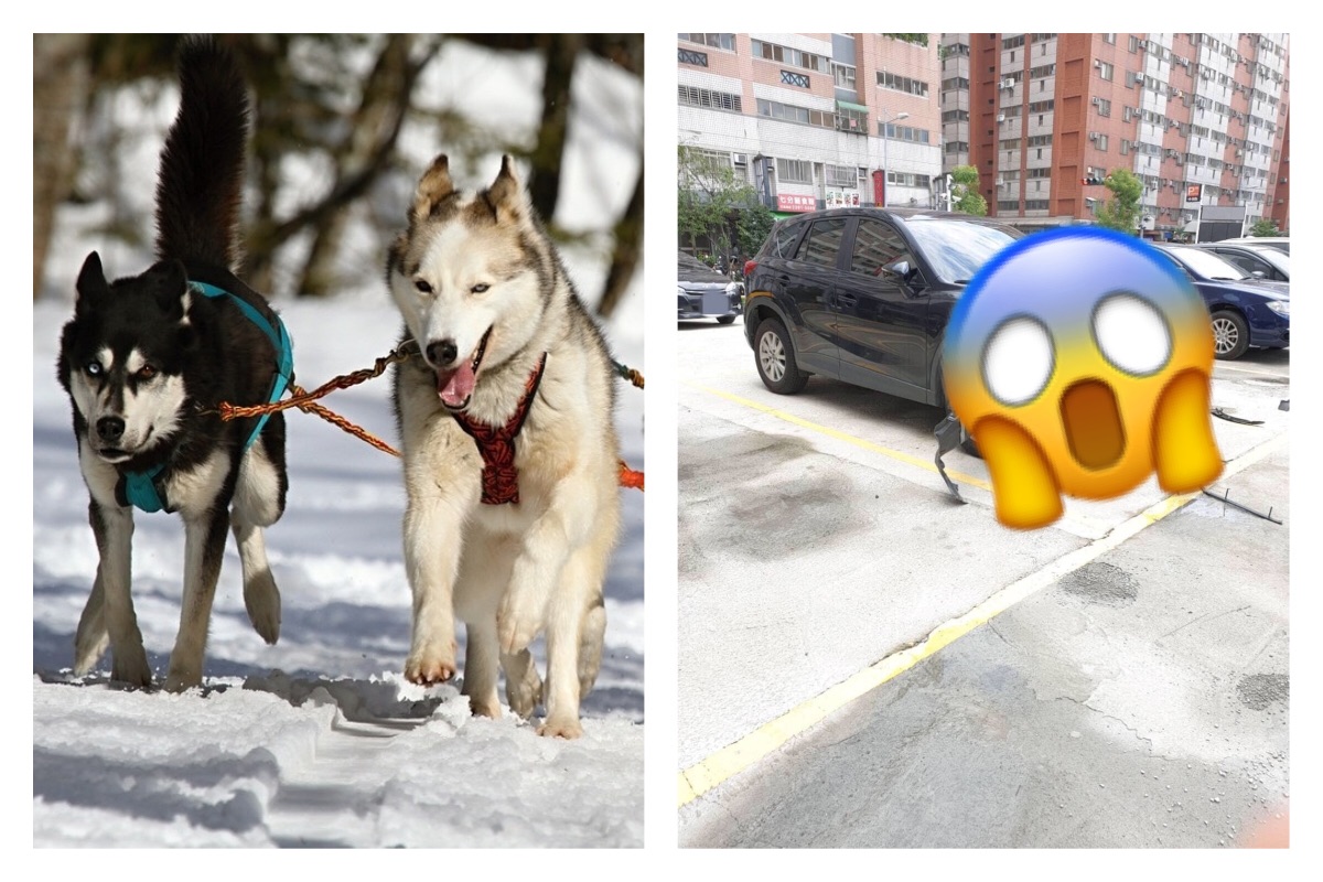 ▲若汽車行駛在路上發生意外，保險公司通常都有理賠，但若是汽車被一群野狗「分屍」，那可能就得自己倒楣認賠。（圖／翻攝自《爆廢公社》）