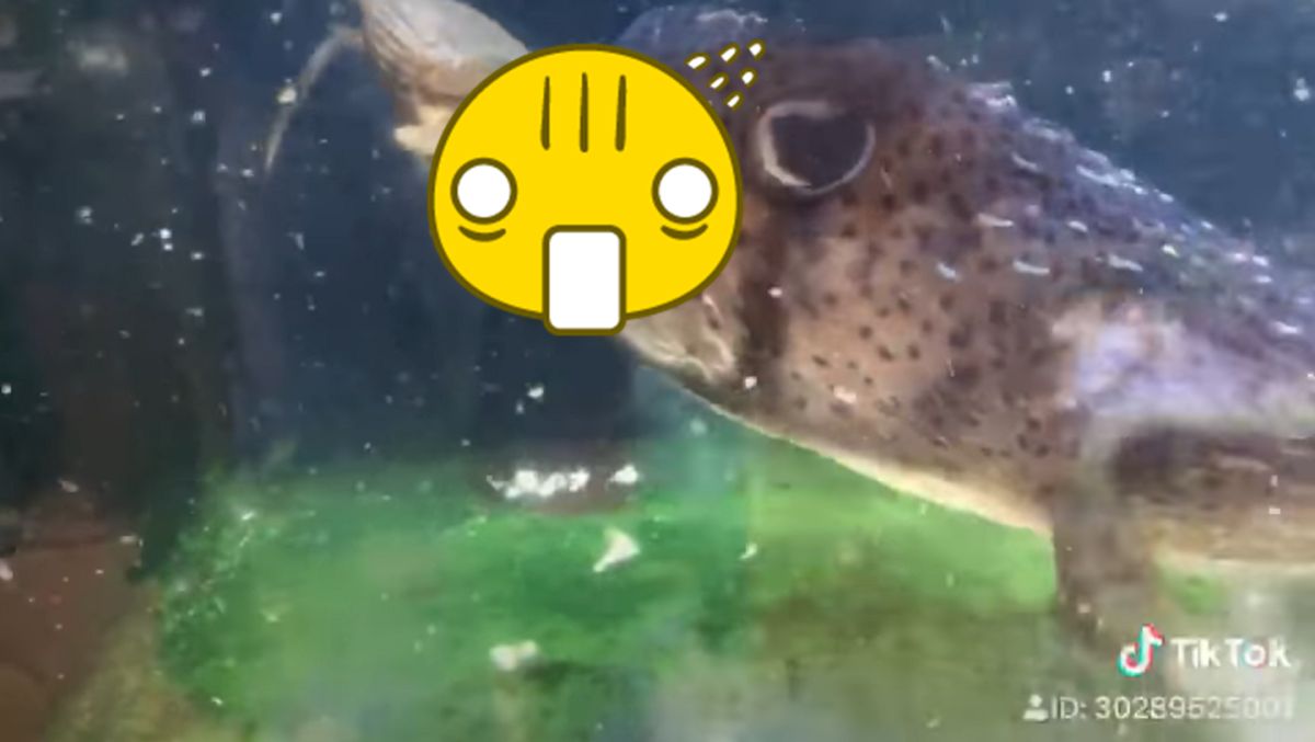 ▲自然生態之美！一名網友在臉書「爆廢公社」上傳一部影片，內容為河豚展現超強的「咬合力」，直接把外殼堅硬的螃蟹吃下肚。（圖／吳傳傳授權提供）