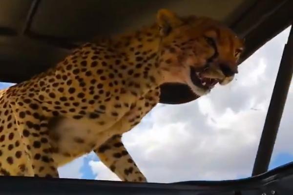 天氣太熱大貓竟然爬上吉普車　獵豹：借納涼一下！