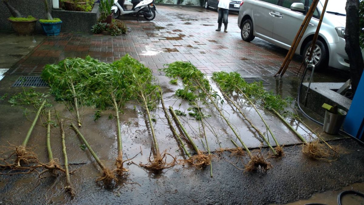 ▲看到高３公尺的大麻，警方也當場傻眼。（圖／記者陳聖璋翻攝）