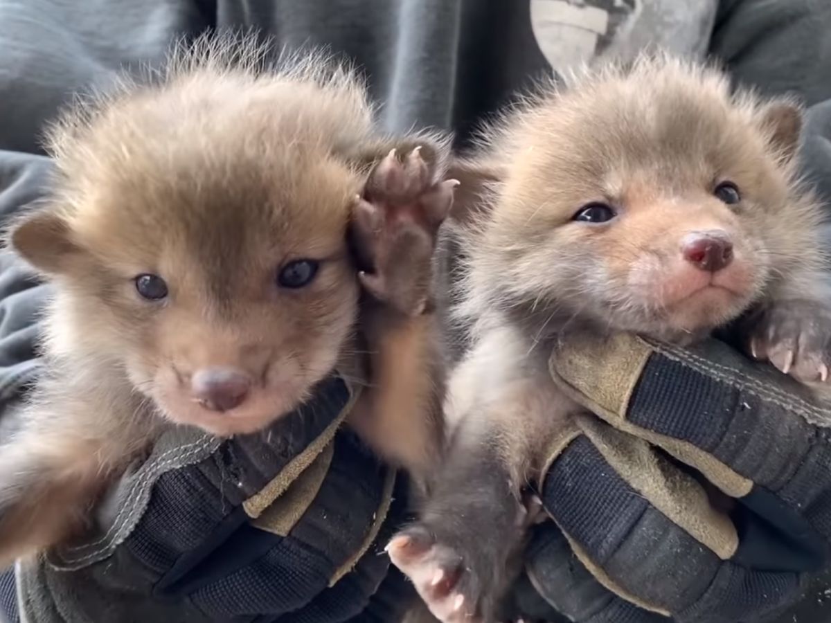 救援男子一邊拯救牠們一邊驚喜地說：「我從來沒看過這麼小的狐狸，真是太可愛啦～」 (圖/Youtube@Gates Wildlife Control)