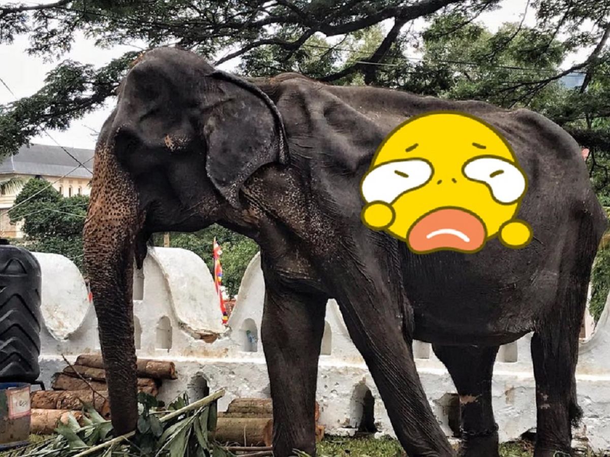 ▲日前發生於斯里蘭卡的牙節（ Perahera Festival ）就出現一個讓人心碎的畫面。（圖／ Save Elephant Foundation ）