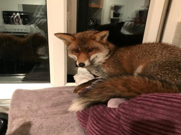 一隻野生狐狸偷溜進人類的家，並且睡在貓床上（圖／boredpanda）