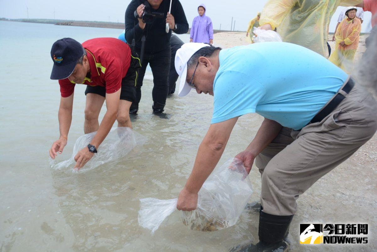 ▲澎湖縣政府在白坑海域潮間帶放流1萬8000隻沙蟹蟹苗，今年沙蟹放流累積數量高達41萬隻，將打造純淨無汙染的「澎湖蟹」品牌。（圖／記者張塵攝，2019.08.15）