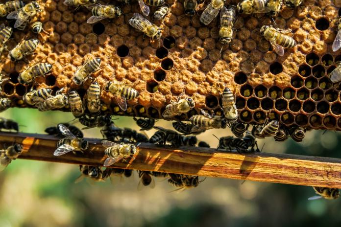 ▲美國一對夫妻去年購入新屋後發現家中有神祕水滴痕，今年春天才發現屋內住了超過45萬隻的蜜蜂。（示意圖／取自pixabay）