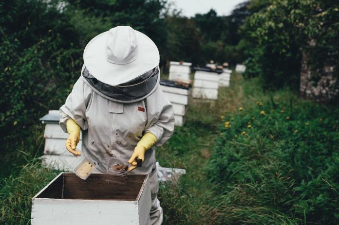 ▲蜂農、蜜蜂。（示意圖／取自pixabay）