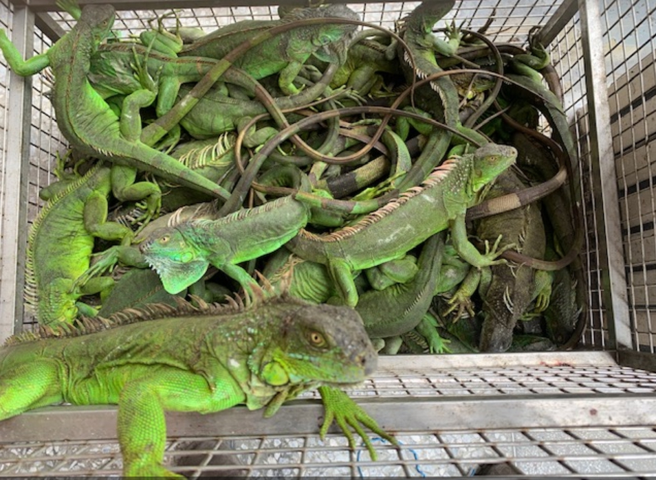 ▲美洲綠鬣蜥在野外大量繁殖，危害台灣生態。（圖／林務局提供）