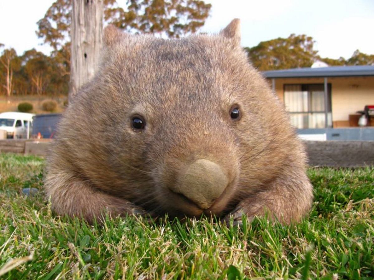 Sleepy Burrows Wombat Sanctuary收容了許多沒有被善待的袋熊，在這裡每隻袋熊都擁有幸福的生活。(圖/Facebook@SleepyBurrows)