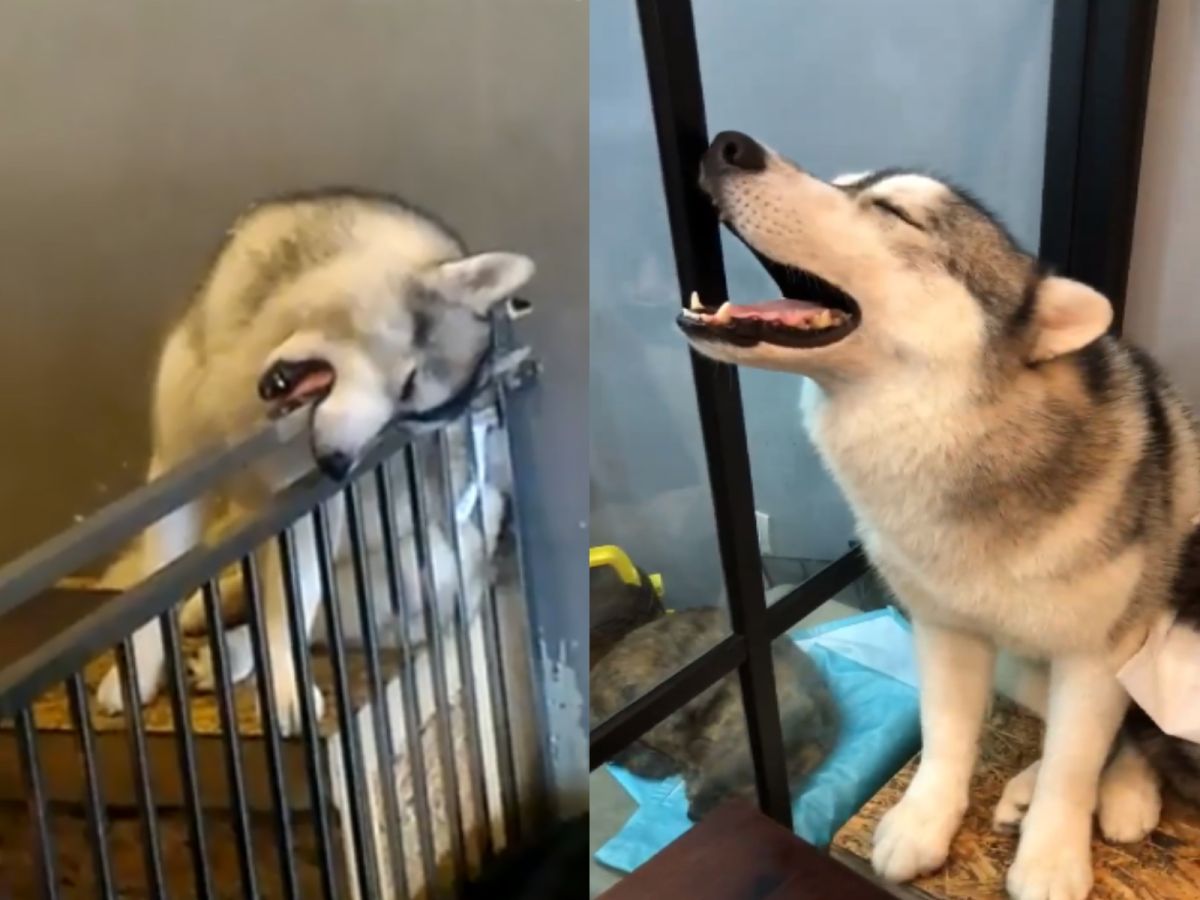 神奇的月月睡姿千奇百怪，主人也搞不懂牠！（圖／翻攝自FB@Corgi & The Gang Pet Cafe）