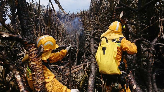▲綠島森林大火燒毀近28公頃。（圖／台東林管處提供）