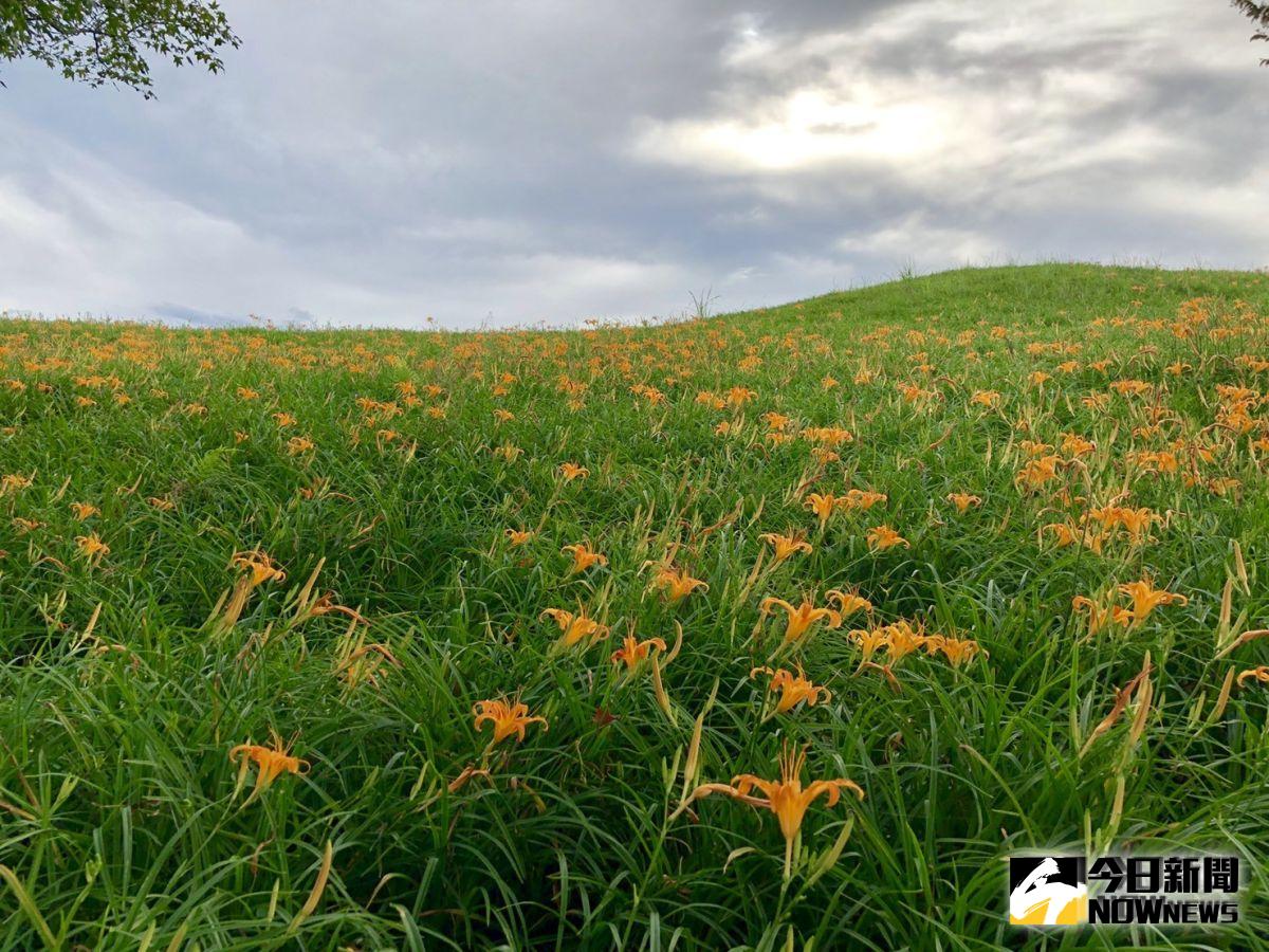 ▲今年金針花受到暖冬少雨的影響，赤科山和六十石山的金針花期將延後至月底。（圖／記者鄭志宏攝）