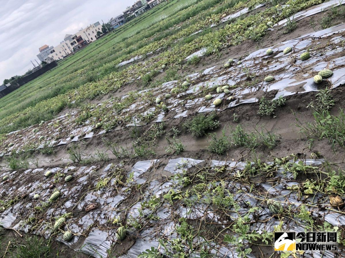 ▲連夜暴雨狂炸彰化縣，造成青蔥、花椰菜、落花生，和美地區的西瓜、洋蔥、芝麻田幾乎全部泡水。（圖／記者陳雅芳攝，2019.08.16）