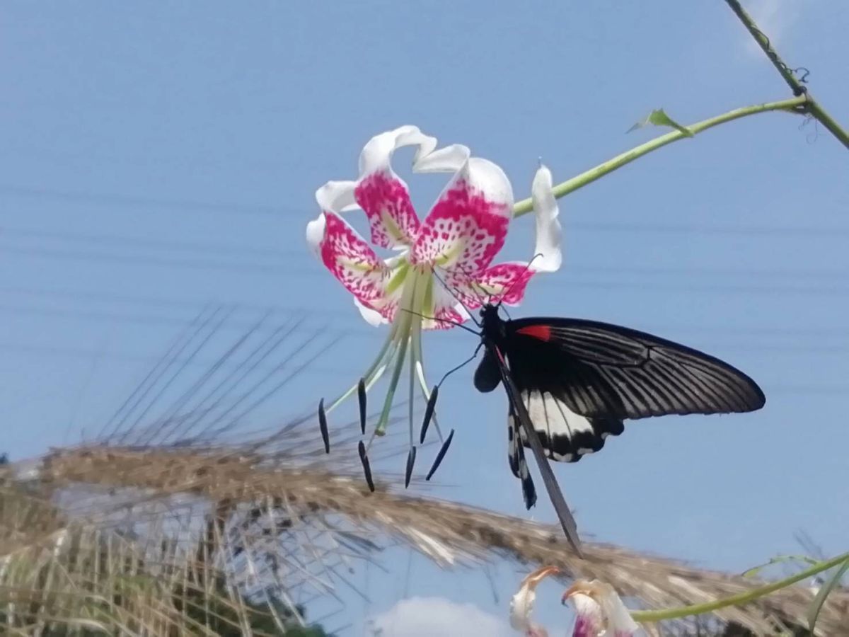 ▲台灣特有種植物「豔紅鹿子百合」近年來瀕臨滅絕，不過在新北市平溪區的紫東社區卻成功復育出。（圖／新北市農業局提供）