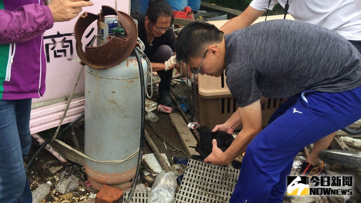 ▲彰化縣動物防疫所派員捕抓流浪狗，一隻剛生產的母犬也被帶走，動防所人員趕緊把母犬載回餵奶，幼犬和母犬一併送到所容所安置。（圖／記者陳雅芳翻攝，2019.08.17）