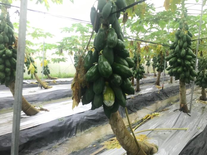 豪雨農損破千萬！農委會救高雄　木瓜每公頃補助7.5萬

