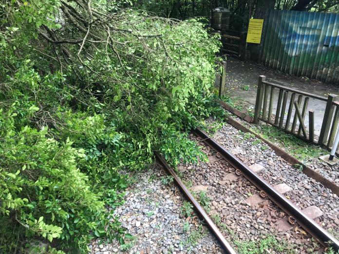 路樹倒塌阻斷台鐵平溪線　預估傍晚7時搶通