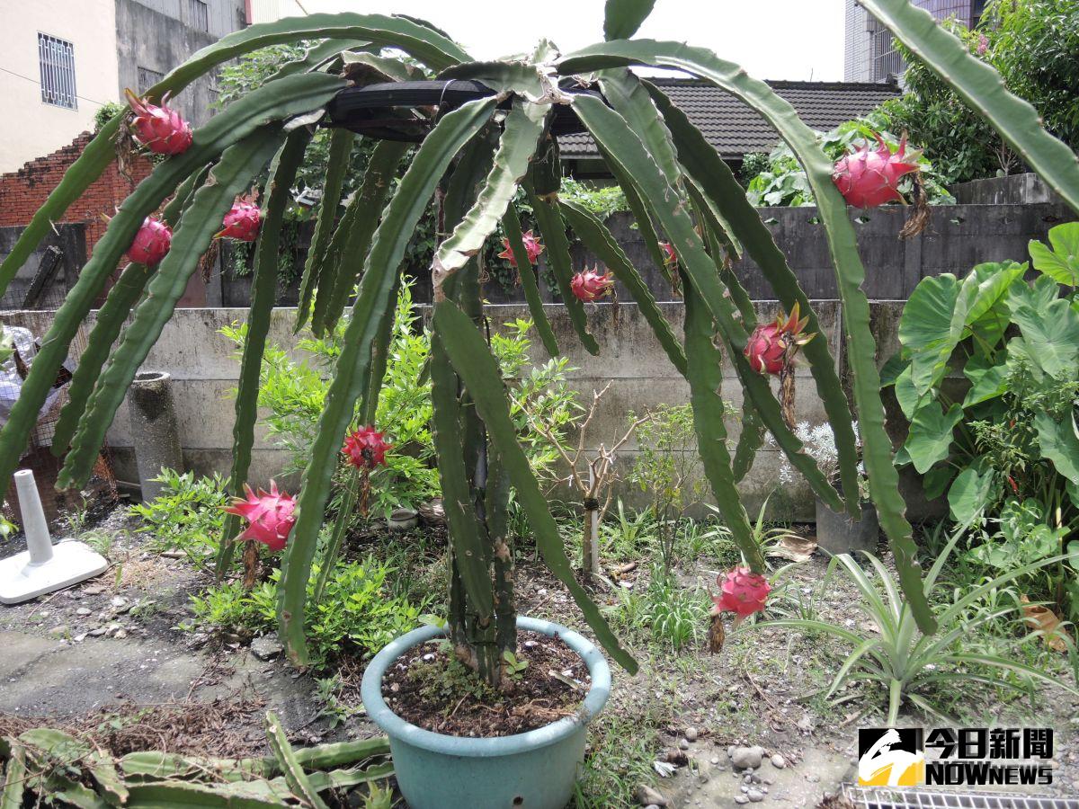 ▲目前正值火龍果盛產期，連日大雨下不停，造成蝸牛大軍不斷從地面冒出，爬上火龍果株躲雨。（圖／記者陳雅芳攝，2019.08.19）