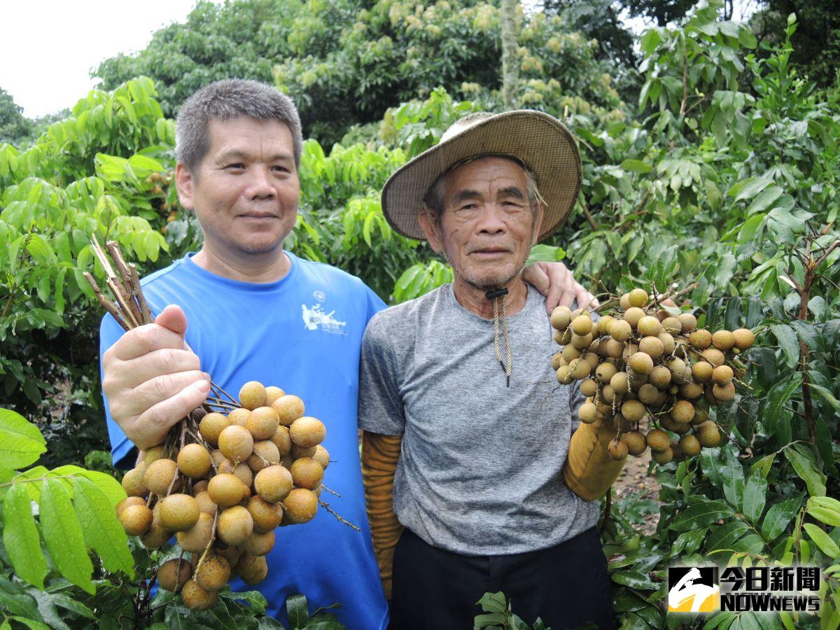 ▲果農劉政治、劉克貌父子倆，將龍眼樹全部矮化，今年龍眼更是一枝獨秀大豐收
。（圖／記者陳雅芳攝，2019.08.19）
