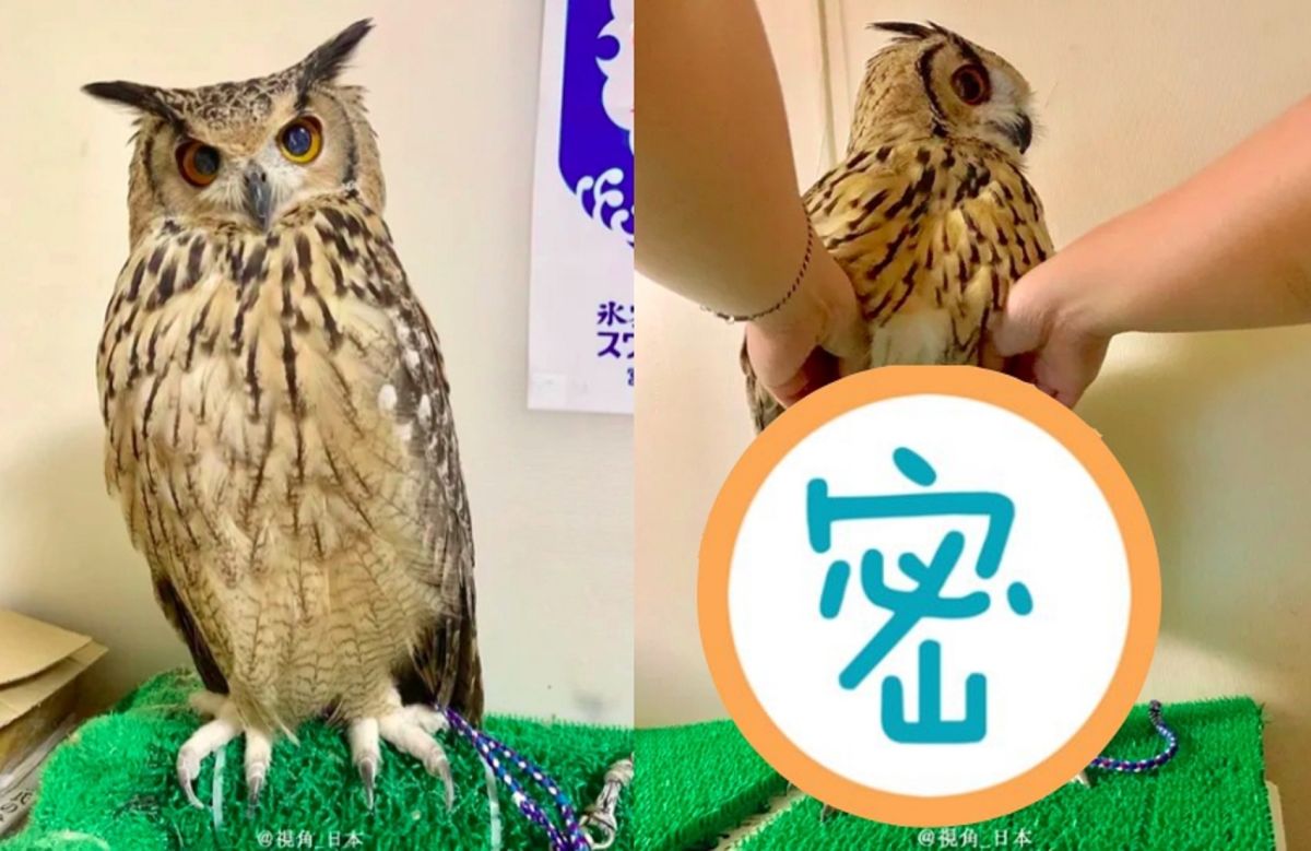▲貓頭鷹的腳在你印象中長怎麼樣呢？。（圖／翻攝視角日本推特）
