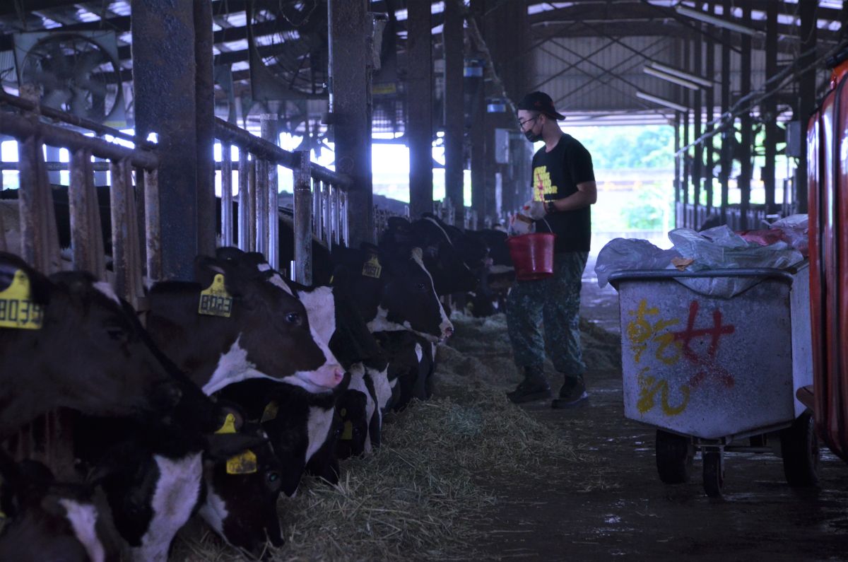 牧場根據牛的作息，於早上、下午各進行一次作業，包含餵食、清潔及擠乳等工作內容。　圖林子淇攝