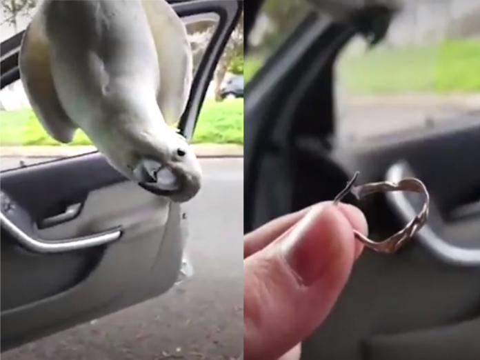 一隻野生鸚鵡闖進女子車內並咬壞她的耳環（圖／翻攝自FB@The Dodo）