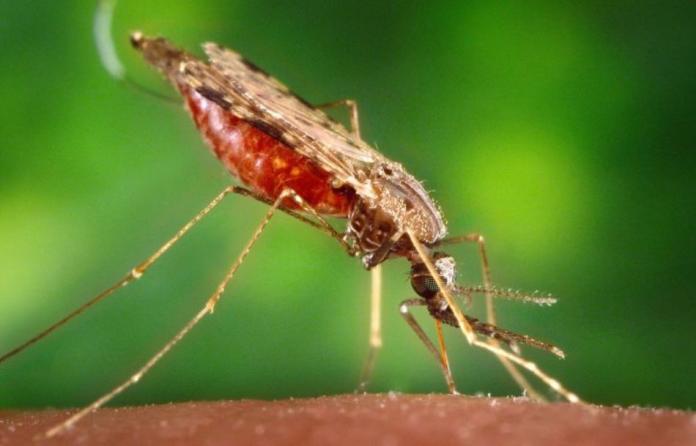台南人要小心！　這種病也是蚊子叮咬傳染
